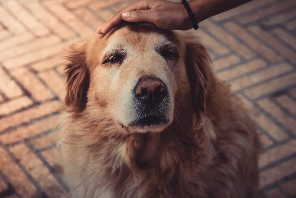 Petting a dog