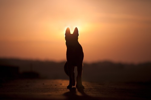 Loss of a pet