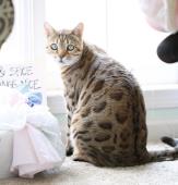 Bengal