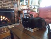 Miss Prissy Girl Roche  "Fat Kitty"
